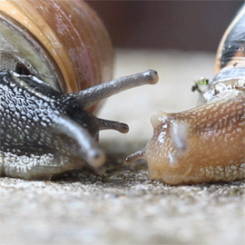 missdoku:  snails are fascinating to me idk why 