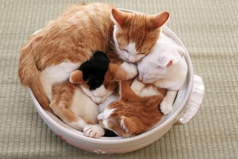harperhug:  devildoll:  Step 12: Place uncovered bowl of kittens in a warm place