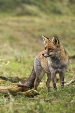 0ce4n-g0d:  fox by Laurens De Haas 