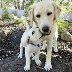 poochcrew:  Mother and son