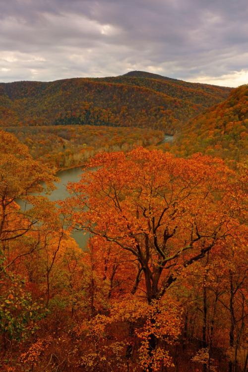Laurel Highlands: Tree in autumnal bloom by Shahid Durrani