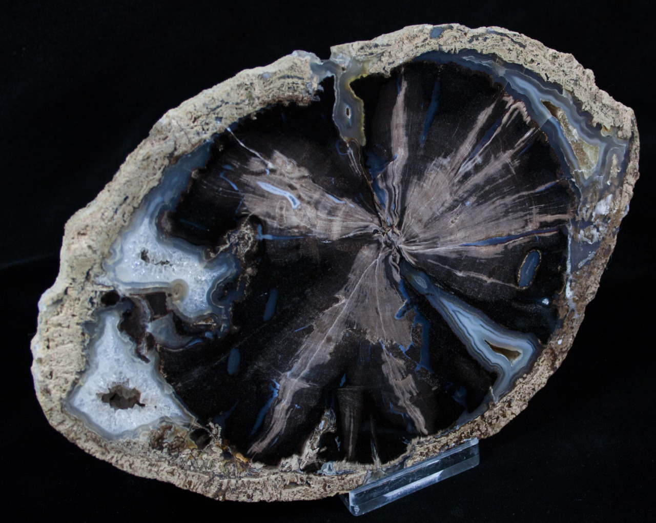 fossilera:  A very beautiful 7x4 inch Blue Forest petrified wood slab.  The agatization