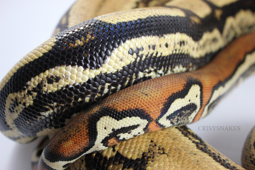 crispysnakes:Tortuga - Arabesque X Deep Eddy - George line Jungle (boa imperator) Pairing in the f