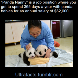 ultrafacts:    China’s Giant Panda Protection