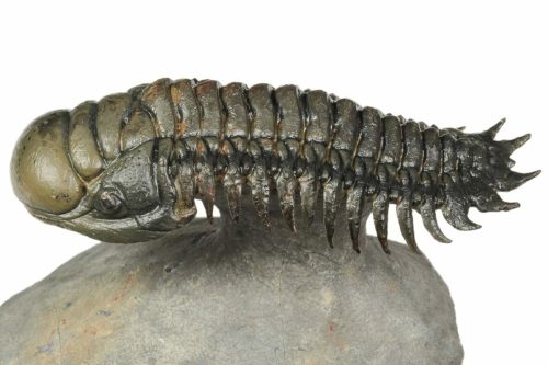 This is a beautiful, 3.35" long, trilobite (Crotalocephalina gibbus) fossil from Atchana, Moroc