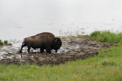 Bison, Yellowstone Natl. Park, WY