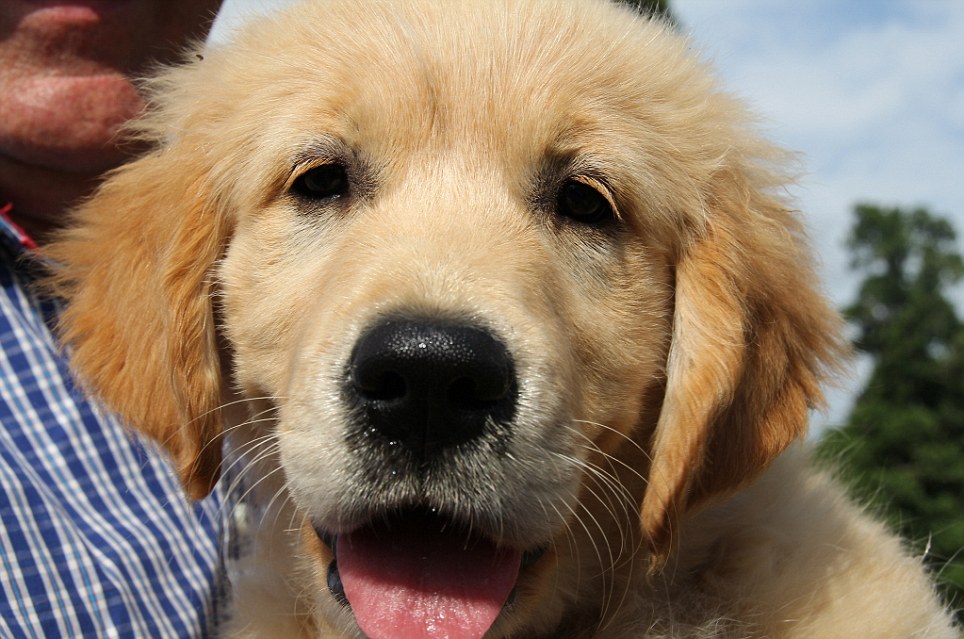 classicalbritain:   A record breaking gathering of golden retrievers met up at the