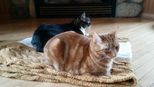 Esther and Doodle warming themselves by the fireplace.