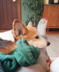 sassylittlecorgis:  My leg = corgi headrest