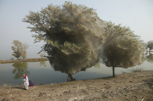 razorshapes:Spiderwebs in Trees“It seems that the waters from last year’s floods in Pakistan f