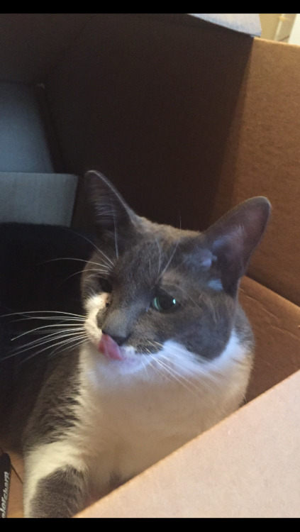 unflatteringcatselfies:  are you prepared for her kisses? 🌽