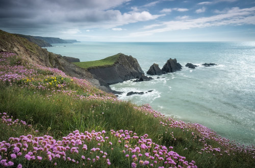 Wildflowers, Cornwall + North Devon by matt smart