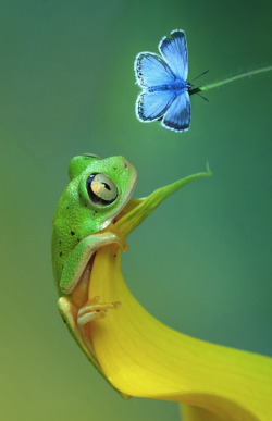 awkwardsituationist:  tree frog and chalkhill