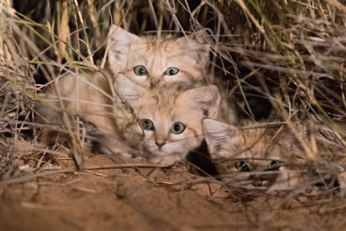 bigcatkingdom: bigcatkingdom: Sand Cat Kittens Spotted in the Wild for First Time  Gregory Bret