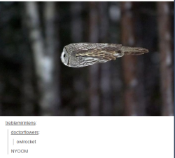 itsstuckyinmyhead:Owls and Tumblr