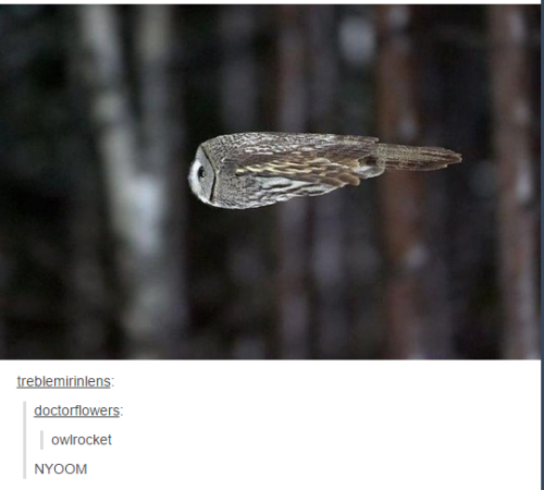 itsstuckyinmyhead: Owls and Tumblr