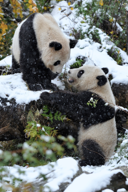 expressions-of-nature:  Snow Pandas by: Josef Gelernter