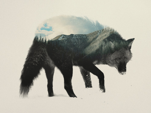 kodiiakk:  vulpes-latrans-lupus:  Spirits Of The Forests, Guardian’s Of The Deep Woods:   Art by Andreas Lie  for the wild heart