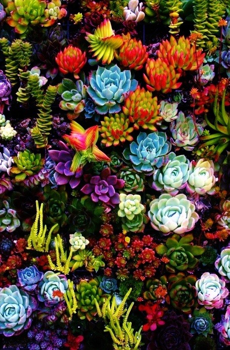 thatbohemiangirl:  Succulents 