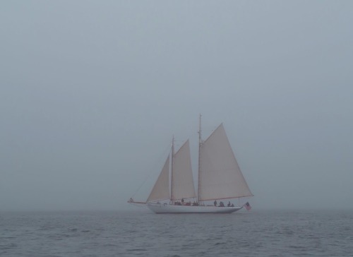 Foggy June