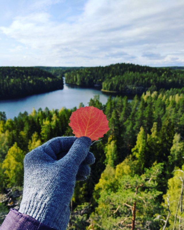 Colorful leaf and finnish nature scenery.