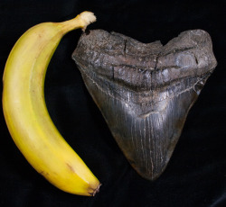 fossilera:  This Megalodon tooth is MASSIVE.  Not only is it 6.13” long but it’s 5.3” inches wide, so it looks far bigger than most 6+ inch teeth  Banana for scale  Just added for sale on FossilEra.com