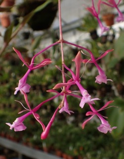 orchid-a-day:  Epidendrum capricornu January 23, 2016  