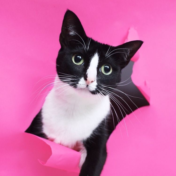 miss-mandy-m:  Princess Cheeto the cat photographed by Hugo Martinez.