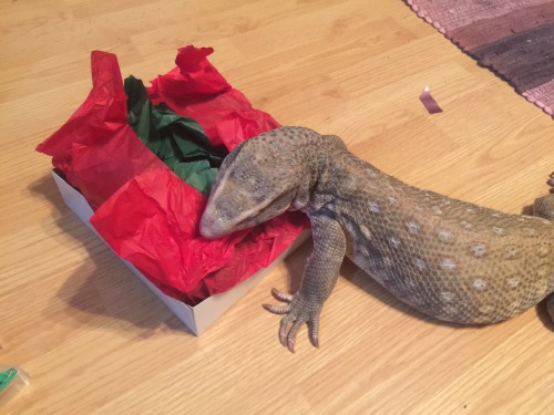 followthebluebell:theslinkylizard:moneyczar:theslinkylizard:Odin tried to help wrap presents today!N
