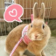 hamstergerl