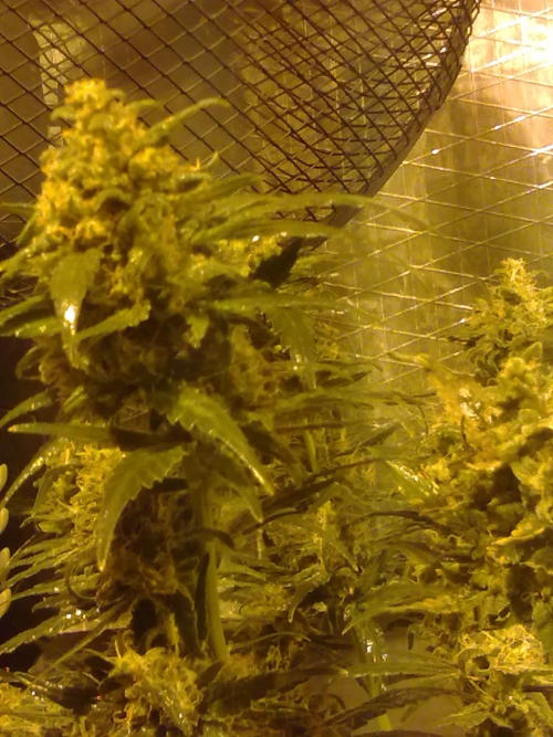 mrs-420:  the one in the left is the chosen one, but don’t tell anybody ;) :D  Ahh submissions of this kind melt my heart. 💜