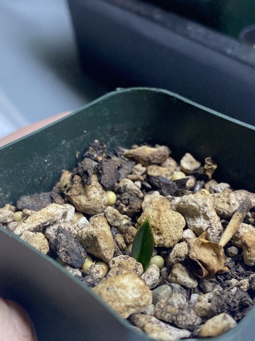 alex-grows-pomegranates:The winter growing babies have woken up!— Albuca concordiana (day 438)— Anot