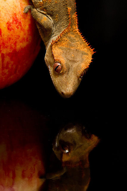 reptiglo:  blobs dinner by FionaBrimsPhotography on Flickr. 