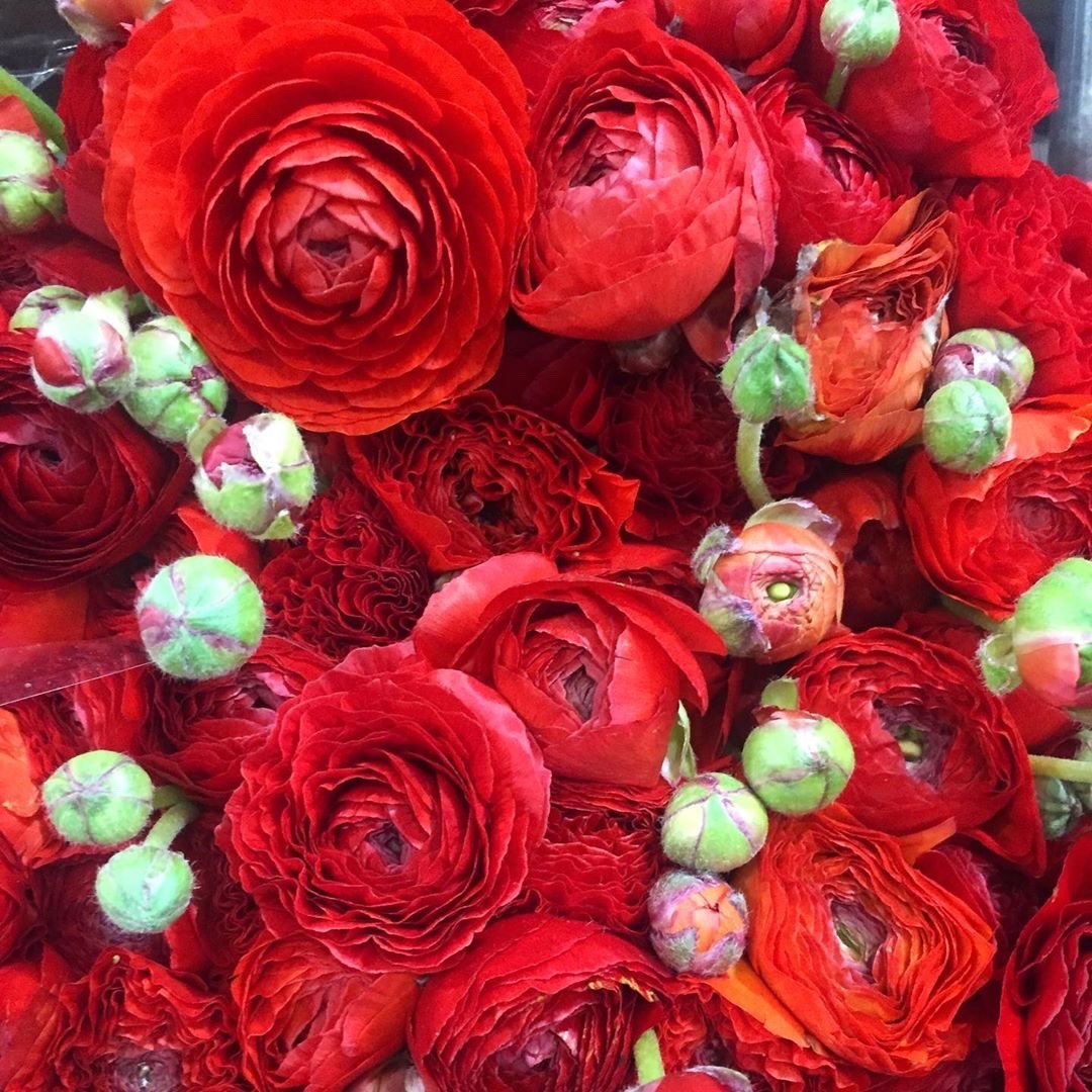 Porn photo fleur-aesthetic:instagram | gothamflorist