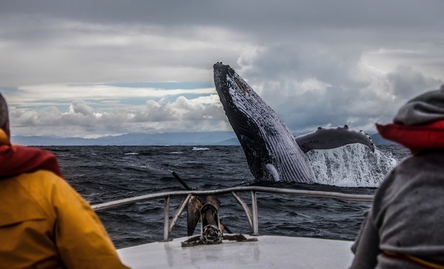 Could whale-watching replace whaling in Japan?
The newly created Japan Whale and Dolphin Watching Council will promote marine mammal eco-tourism, offering a lucrative alternative as Japan loses its taste for hunting wild cetaceans.