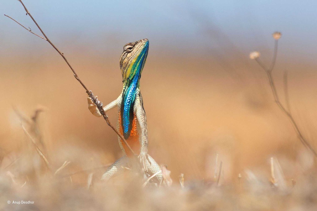 eternal-vivation:  sixpenceee:  The male fan-throated lizard is highly territorial,