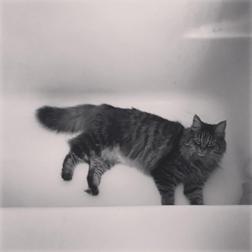 #tubcat #catsofinstagram https://www.instagram.com/taggianto/p/BvVnG5-grx3/?utm_source=ig_tumblr_sha