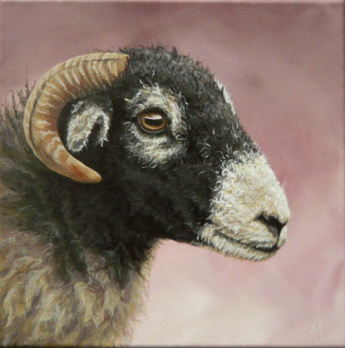 maurozag:Alison Armstrong - Swaledale Ewe