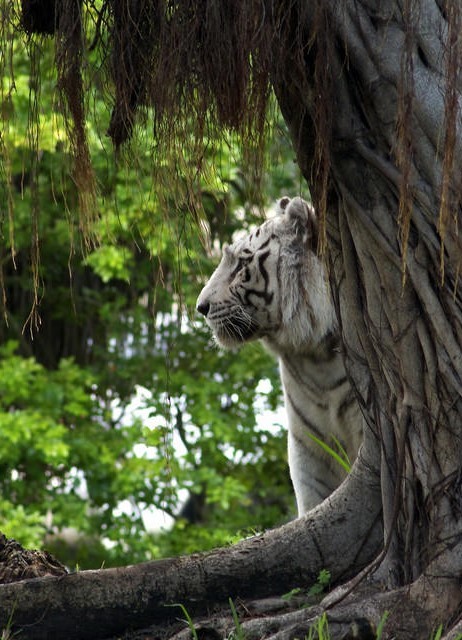 funkysafari: White tiger  by Peter23394