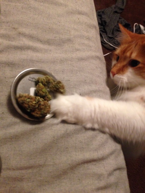 frozenyogirtt:  Oliver thinks he’s so sneaky stealing my nugs 🙀   LOL kittybaby