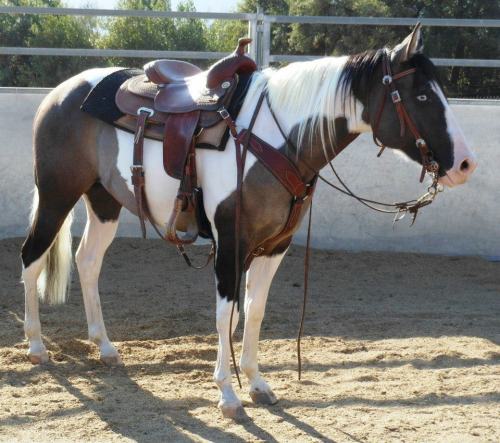 Blue roan quarter horse stallion