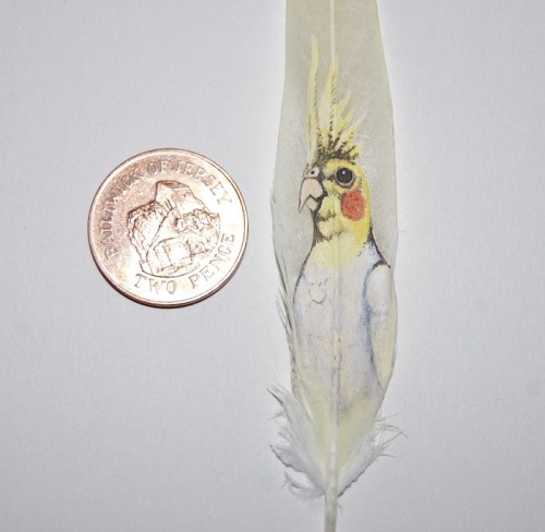 W.I.P. - Cockatiel portrait painted on one of her own naturally moulted tail feathers. I’