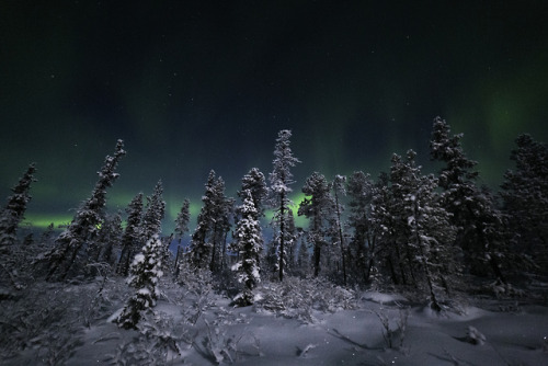 Winter wonderland by Josefine Karlsson