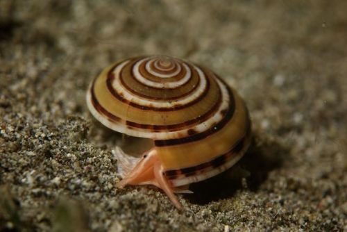 ainawgsd:    Architectonica perspectiva, common name the clear or perspective sundial shell, is a species of sea snail, a marine gastropod mollusk in the family Architectonicidae, which are known as the staircase shells or sundials.  The snail is common