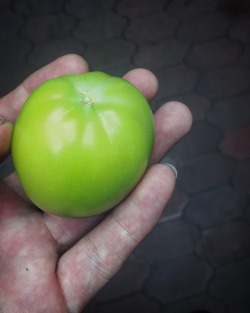 The fruits of my labors the only tomato that grew out of the whole waist high plant decided to fall and gift me with its only last struggle to reproduce itself    #tomato #plant #greenthumb