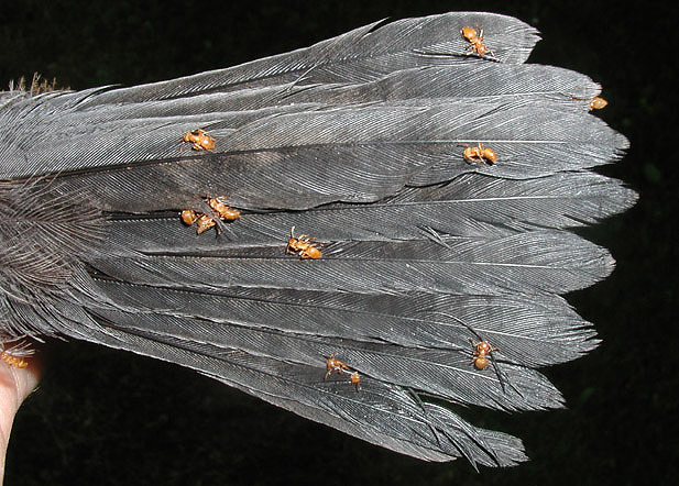 ragingbitchfest:  stuckinabucket:  Behold, birds who have lost the ability to can!