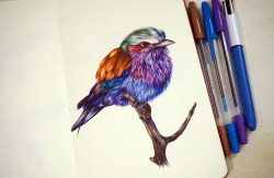 cvws:  Lilac Breasted Roller Bird Ballpoint Pen, Moleskine 