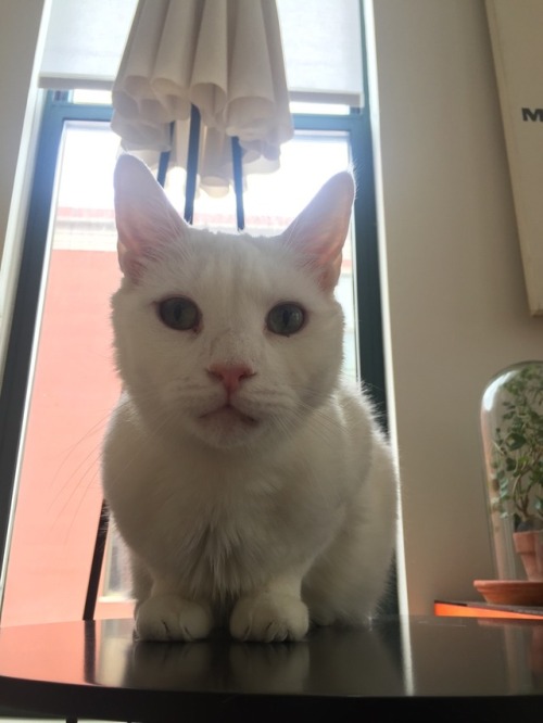 Cats, Cats, Cats!