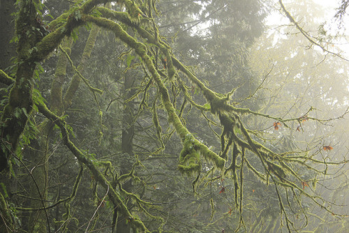Mossy Tree Fingers by Kristoffer Augustin on Flickr.