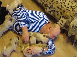 differentspeciescuddling:  Man meets pugs. Lots of pugs. 